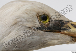 Stork  2 eye head 0006.jpg